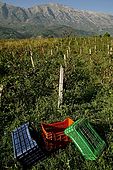 Harvesting grapes, Valley of Permet, Albania
