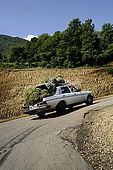 An old Mercedes - a real cult for almost every Albanian - overloaded of 'chai mali' or 'tea from the mountains', an herb commonly used for making a hot, healthy beverage, Valley of Permet, Albania