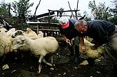 Vaccinating sheeps is worthy: healthy milk means wonderful cheese, village of Strembec, Valley of Permet, Albania
