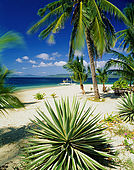 IN*Philippines, palmiers sur plage de sable blanc