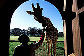 Kenya, region de Nairobi, le Manoir aux Girafes, ou Bryony et Rick Anderson veulent sauver un groupe de girafes de  Rotschild. L'heure du gouter pour Daisy III