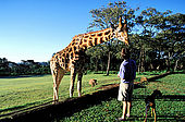 Kenya, region de Nairobi, le Manoir aux Girafes, ou Bryony et Rick Anderson veulent sauver un groupe de girafes de Rotschild
