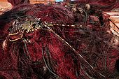 Italy, Sicily, Stromboli island. Lobster on fishing nets.