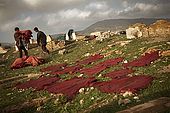 Skins drying out on the surrounding hillsides being transported back to the media, Fes, Morocco