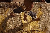 Worker walks across skins drying in the sun, the tanneries, Fes, Morocco