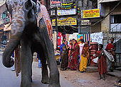 Elephant walking the streets of Varanasi.