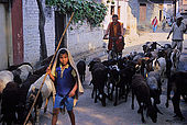 A young shepherd with his herd and a buddhist monk are just two of the characters you can find on the streets of Varanasi's neighborhood of Sarnath, where the Buddha once started his predication. 