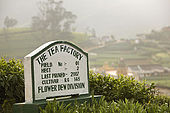 Tea factory signage with tea plantations in background, Nuwara Eliya, Central Province, Sri Lanka, Ceylon.