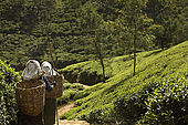 Tea pickers walking in Tea Factory Hotel's tea plantations, Nuwara Eliya, Central Province, Sri Lanka