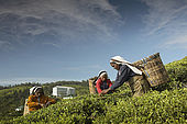 Tea pickers working in the plantations in front of the Tea Factory Hotel, Nuwara Eliya, Central Province, Sri Lanka