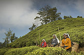 Tea pickers pose for a photo in the Tea Factory Hotel's plantations, Nuwara Eliya, Central Province, Sri Lanka