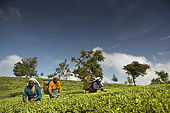 Tea pickers at work n the Tea Factory's plantations, Nuwara Eliya, Central Province, Sri Lanka
