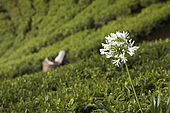 Agapanthas flower in tea plantations, Nuwara Eliya, Central Province, Sri Lanka