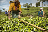 A tea picker uses her cane as a level to pick down to, Nuwara Eliya, Central Province, Sri Lanka