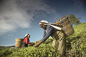Tea pickers on the slopes of the tea plantation, Nuwara Eliya, Central Province, Sri Lanka, Ceylon.