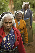 Tea pickers in the tea plantation, Nuwara Eliya, Central Province, Sri Lanka, Ceylon.