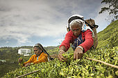 Tea pickers on the slopes of the tea plantation with tea factory in background, Nuwara Eliya, Central Province, Sri Lanka, Ceylon.