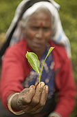 Tea picker holding a tea leaf, Nuwara Eliya, Central Province, Sri Lanka