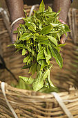 Tea picker holding tea leaves and basket, tea plantation, Nuwara Eliya, Central Province, Sri Lanka, Ceylon.