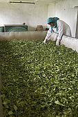 Freshly picked leaves are dried in the Tea Factory Hotel's mini tea factory, Nuwara Eliya, Central Province, Sri Lanka
