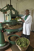 Dried leaves are ground into particles in the Tea Factory Hotel's mini tea factory, Nuwara Eliya, Central Province, Sri Lanka