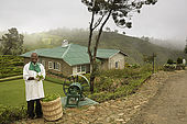 Tea plantation manager holding tea leaves, tea plantation, Nuwara Eliya, Central Province, Sri Lanka, Ceylon. 