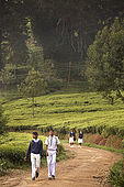 School drildren walk to school through the tea plantations, Nuwara Eliya, Central Province, Sri Lanka, Ceylon.