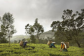 Tea pickers plucking fresh tea leaves in front of tea factory, Nuwara Eliya, Central Province, Sri Lanka, Ceylon.