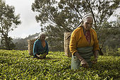 Tea pickers plucking fresh tea leaves, Nuwara Eliya, Central Province, Sri Lanka, Ceylon.