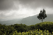 Mist rolls into the tea plantations, Nuwara Eliya, Central Province, Sri Lanka