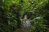 Sentiero nella foresta pluviale vicino a La Soufriere, Parc National de la Guadeloupe, Guadeloupe (Basse Terre), French West Indies