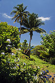 Giardino a Cafeiere Buausejour, Acomat, 97116 Pointe Noire, Guadeloupe (Basse Terre), French West Indies. tel: 0590 981009