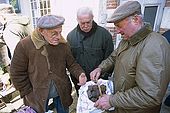 France, Lot, Quercy region village Lalbenque producteur de truffes vendant sa récolte au marché du mardi editorial only