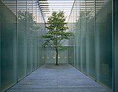 Single tree growing in enclosed decked space