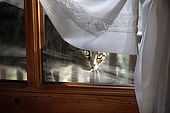Cat looking through a window at Maso Doss, Pinzolo, Trentino, Italy. Tel 0465 502758