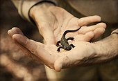 salamander in hand