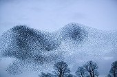 Large flock of European starlings swirling over head at Patton Bridge, Kendal, Cumbria, England.