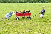 Kids pulling puppies in a wagon