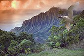 Hawaii, Kauai, Na Pali Coast, Kalalau Valley and Kaaalahina Ridge, view from Kokee State Park lookout with bird flying through foreground