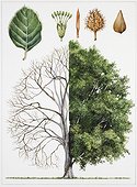 European Beech (Fagus sylvatica), illustration Biology: Botany, Plants