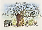 Botany - Trees - Bombacaceae or Malvaceae - Baobab tree (Adansonia gregorii) surrounded by animals eating its fruits. Illustration.