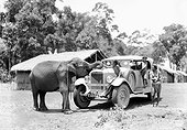 La Croisiere Jaune, au Viêt-nam, un enfant assis sur une autochenille carresse un éléphant tandis qu'un autre est debout pendant qu'un homme adulte les surveille entre 1931 et 1932.