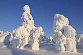 Snow Covered Trees, Rukatunturi, Kuusamo, Northern Ostrobothnia, Finland